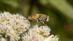 Eristalis arbustorum