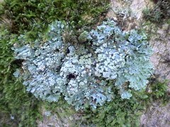 Physcia tribacioides