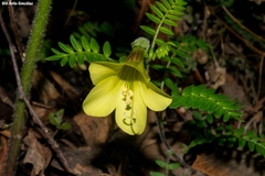 Polemonium pauciflorum melindae