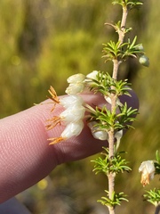 Erica intermedia albiflora