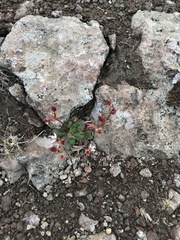 Micranthes stellaris