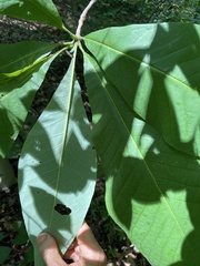 Magnolia tripetala