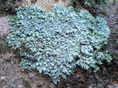Physcia tribacioides