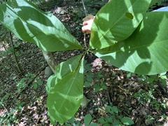 Magnolia tripetala