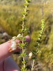 Erica intermedia albiflora