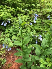 Mertensia paniculata