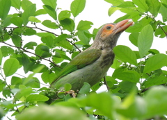 Psilopogon zeylanicus