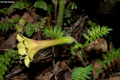 Polemonium pauciflorum melindae