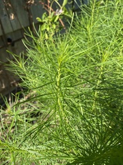 Amsonia ciliata