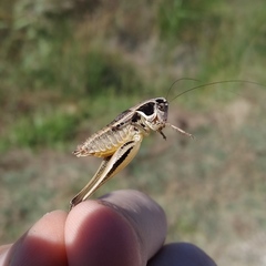 Incertana decorata
