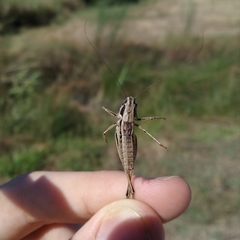 Incertana decorata