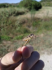 Incertana decorata