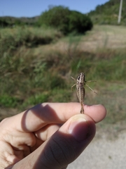 Incertana decorata