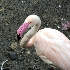 Phoenicopteridae