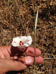 Calochortus venustus