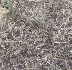 Hemorrhois ravergieri