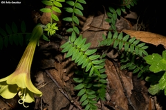 Polemonium pauciflorum melindae