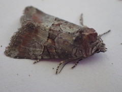 Mesoligia literosa