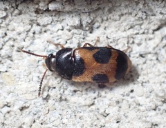 Mycetophagus punctatus