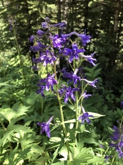 Delphinium barbeyi