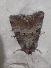 Mesoligia literosa