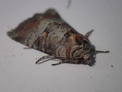 Mesoligia literosa