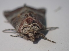 Mesoligia literosa