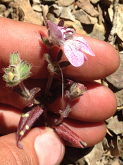 Collinsia tinctoria