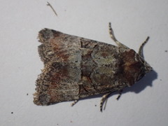 Mesoligia literosa