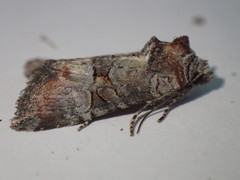 Mesoligia literosa