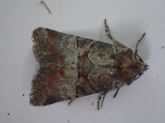 Mesoligia literosa