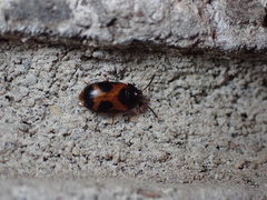 Mycetophagus punctatus