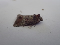 Mesoligia literosa