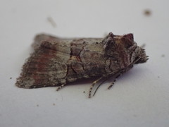 Mesoligia literosa