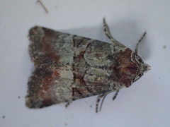Mesoligia literosa