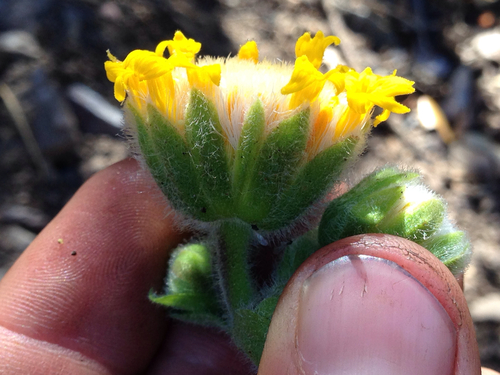 Rayless arnica (Arnica discoidea)