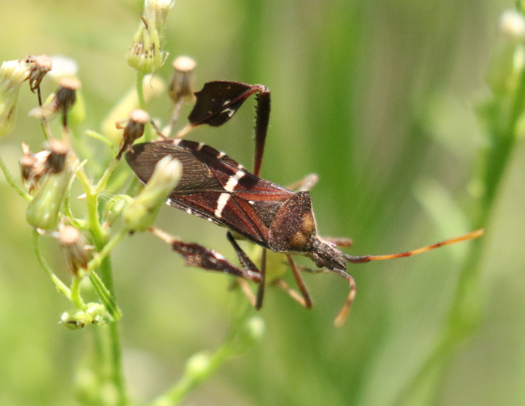 Eastern Leaf-footed Bug from Travis County, TX, USA on August 01, 2020 ...