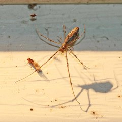 Tetragnatha versicolor