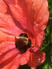 Bombus pensylvanicus image
