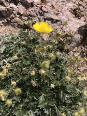 Potentilla nivea
