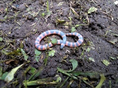 Geophis semidoliatus