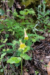 Polemonium pauciflorum melindae