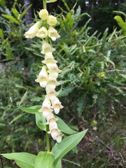 Digitalis lutea