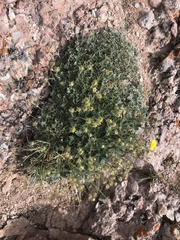 Potentilla nivea