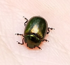 Chrysolina hyperici