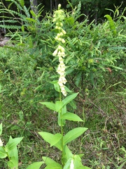 Digitalis lutea