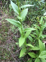 Digitalis lutea