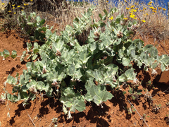 Asclepias californica