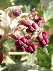 Asclepias californica