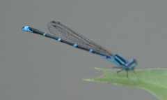 Enallagma exsulans